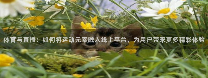 nba直播高清免费观看乐球直播：体育与直播：如何将运动元素融入线上平台，为用户带来更多精彩体验